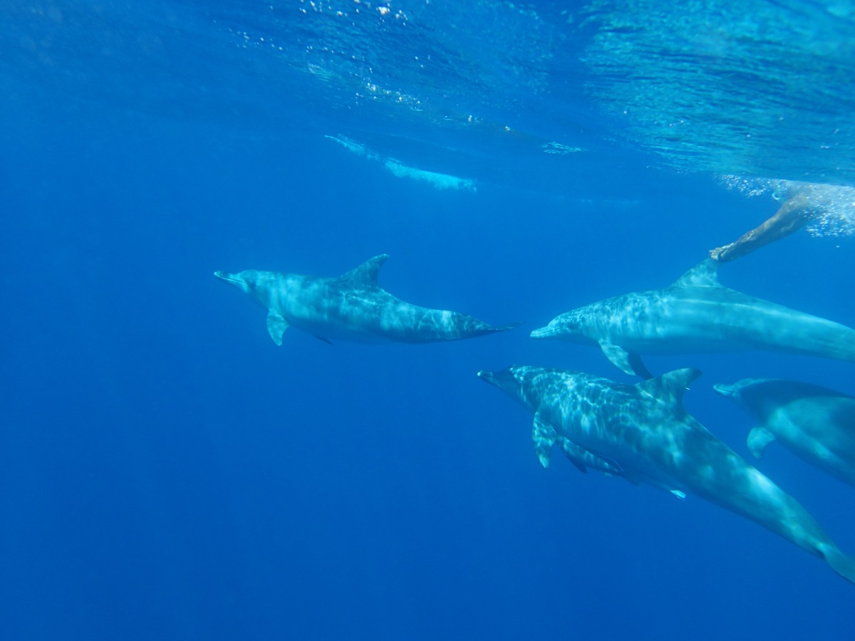 光り輝く海面の下で美しい輪を描くように泳ぐ神聖なイルカの群れ